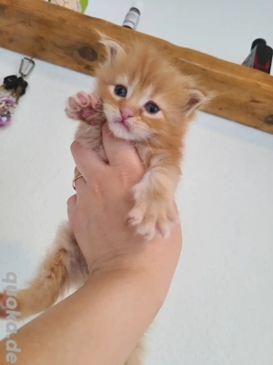 Main Coon Baby Katze Reinigrasse 