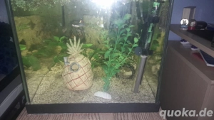 60L Aquarium mit Fischen und Pflanzen 