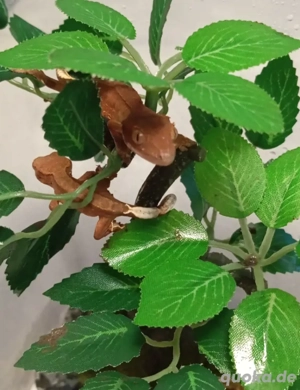 Junge Kronengeckos unbestimmt abzugeben!!!