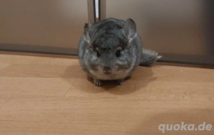zwei Chinchillas jungs 