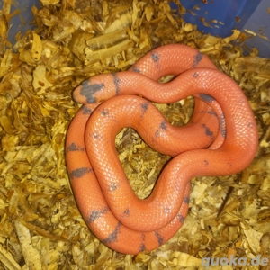 Lampropeltis t Hondurensis Nz25  Vanisch Pattern 