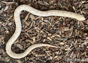 0.1 YETI heterodon nasicus 