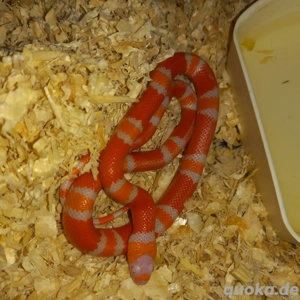 Lampropeltis t Hondurensis Nz25  Tangerine Albino 