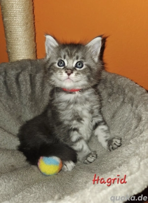 Maine Coon Kater, seltene Farben