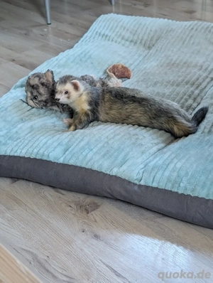 -reserviert- Zuhause gesucht für Frettchen Loui (6 Jahre) 