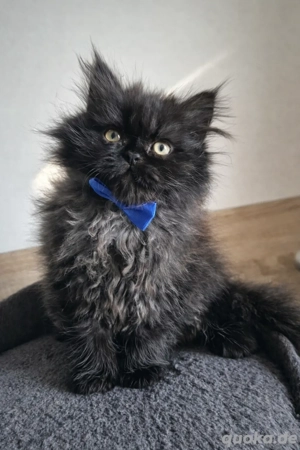  Kater Behemoth sucht ein Zuhause