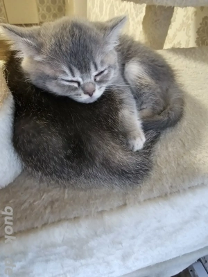 Wunderschönes graues BKH Kitten   bald abzugeben