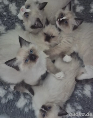 Wunderschöne Ragdoll Kitten Babys Mädchen Jungen Kaufvertrag Starter Paket bald abgabebereit