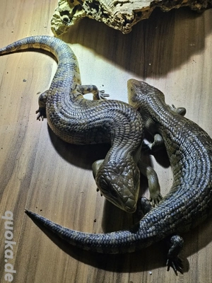 Blauzungenskink-Pärchen abzugeben oder zu tauschen   Handzahm