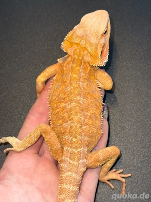 Junge Bartagame (0,1) abzugeben 