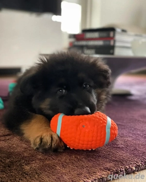 Deutscher Schäferhundwelpe   