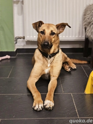 Junger Mischlingsrüde Brad sucht sein Zuhause