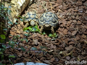 2 Pantherschildkröten abzugeben (1 Jahr alt)