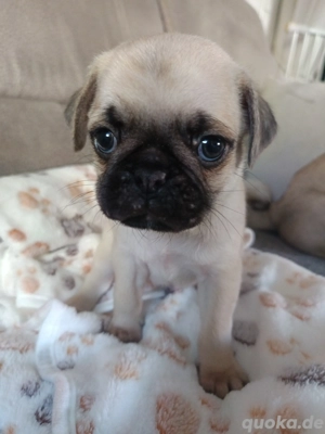 Wunderschöne Mopswelpen suchen liebevolle Herzensmenschen - ab 06.02.26 Abgabebereit 