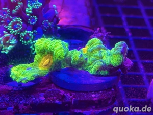 Pectinia Space Invader 