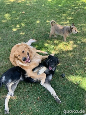 Hunde Sitter Gesucht? dan sind sie hier richtig 