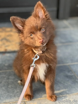 Mittelspitz Welpen,schöne Farben