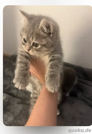 Ein Mädchen sucht noch...