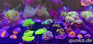 Chalice Space Invader  Bild 2