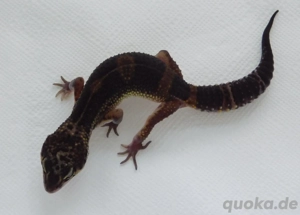 Black Night Leopardgecko Weibchen abzugeben! Eublepharis macularius 