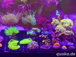 Chalice Space Invader  Bild 3