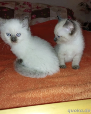 Zwei süße Siam-Kitten suchen ein liebevolles Zuhause