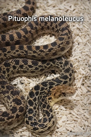 Pituophis melanoleucus 