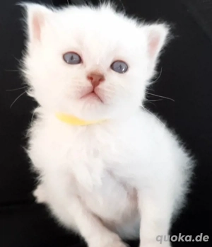 Heilige Birma mix BLH Kitten