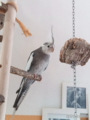 wunderschöner Junger Weißkopf Nymphensittich 