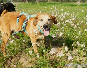 Mischlingshündin Lea sucht ihr Zuhause