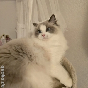 Deckkater Ragdoll 