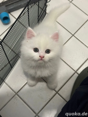 Britisch Kurzhaar Katzen