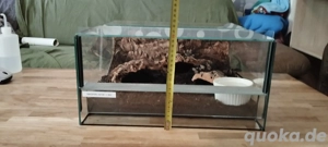 Reserviert!Vogelspinne Monocentropus Balfouri Gruppe  mit Terra