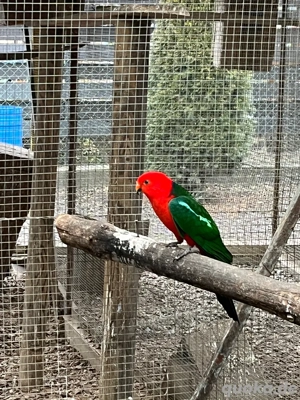 königssittich  hahn 