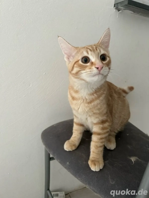 katze & kater 4 monate alt 