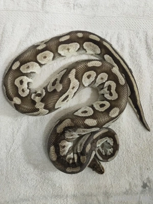 Königspython Zuchtweibchen ( 3 Tiere für 300 ) Bild 2