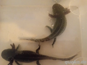 axolotl suchen zu hause