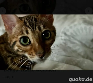 Bengal Katze Weiblich