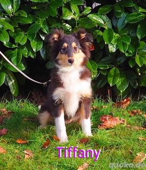 Sheltie Welpen mit Stammbaum suchen ein neues Zuhause 