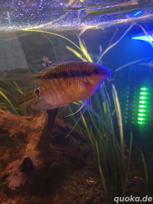 Flaggenbuntbarsch Weibchen 