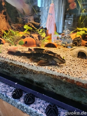 Roter Schilderwels, Cochliodon basilisko