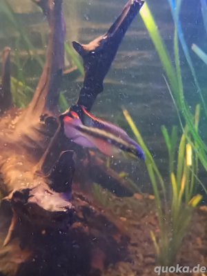 Purpurbracht Buntbarsch 