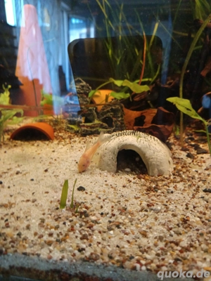 Albino Metall Panzerwels