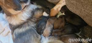    Mischlingswelpen abzugeben   geboren am 21.01.2026