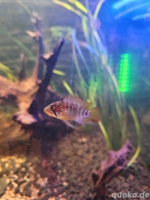 Apistogramma Macmasteri 