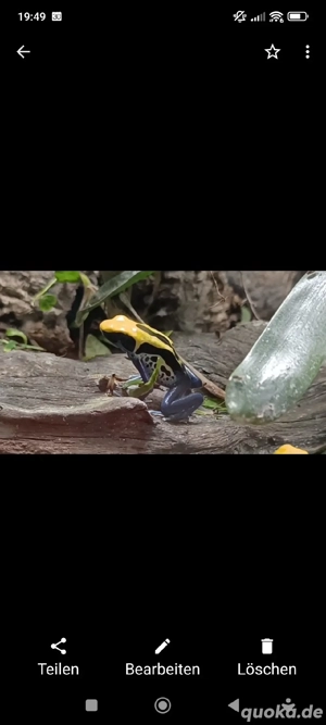  2 Dendrobates t. brasilianer 