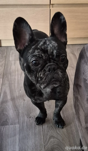 Französische Bulldogge 