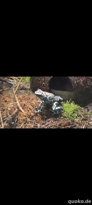  2 Dendrobates auratus birkhahn 