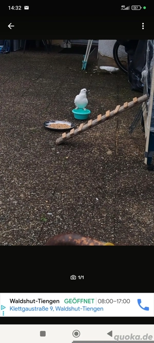 Tauben in weiß Paare