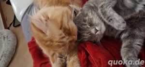 Sibirische Waldkatzenmix Kitten 